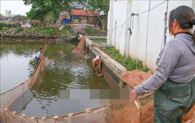 Giá bán buôn cá chép đỏ tại ao khoảng 80.000 đồng/kg, thấp hơn khoảng 30.000 đồng/kg so với năm ngoái. Ảnh: TTXVN