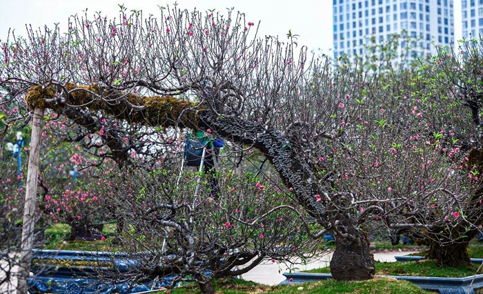 Tùy theo độ tuổi, dáng thế và lớp rêu phủ, mỗi gốc đào cổ giá dao động từ vài triệu đến hàng chục triệu đồng. Ảnh: VTCnews