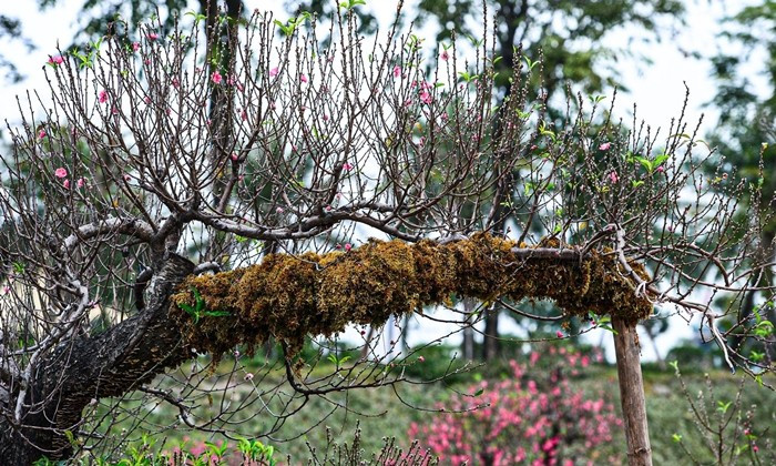 Rêu được lựa chọn kỹ, nuôi trồng trong thời gian dài nhằm đảm bảo độ bám chắc, phủ đều thân cây, đồng thời không ảnh hưởng đến sinh trưởng của đào. Ảnh: VTCnews