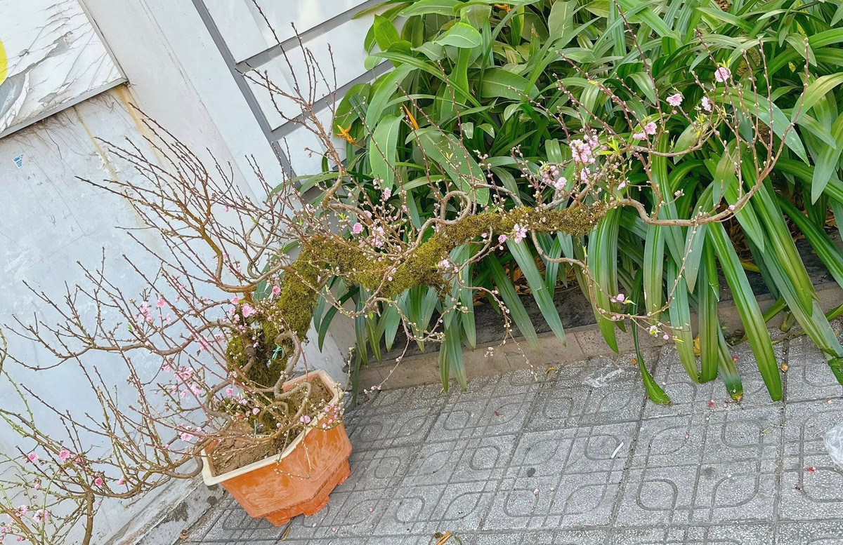 Gốc đào cổ thụ phủ rêu được nhiều khách hàng ưa chuộng bởi vẻ đẹp mộc mạc, cứng cỏi. Ảnh: FB Mai Vũ