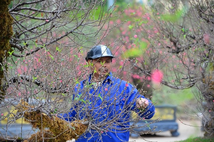 Để gốc đào nở đúng dịp Tết, các nghệ nhân và nhà vườn tốn nhiều công sức, từ đánh gốc, ghép mắt đào Nhật Tân đến tuốt lá...Ảnh: VTV Times