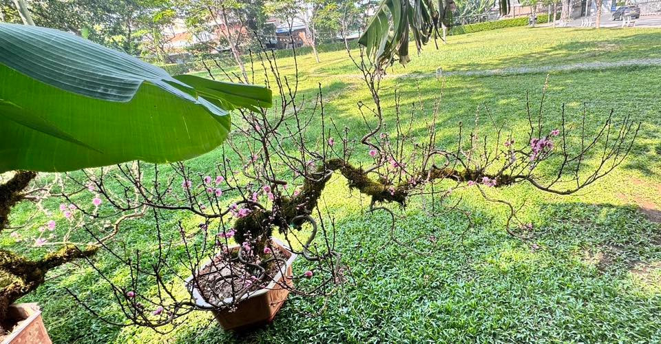 Tại TP HCM, những gốc đào xù xì, rêu phong phủ kín cũng được tiểu thương rao bán. Ảnh: FB Mai Vũ