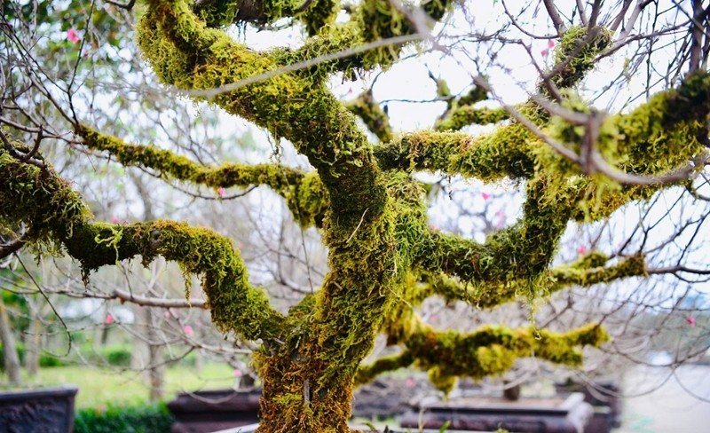 Nhiều người không khỏi ngỡ ngàng trước vẻ ngoài xù xì, rêu phong của thân cây. Ảnh: Tiền phong