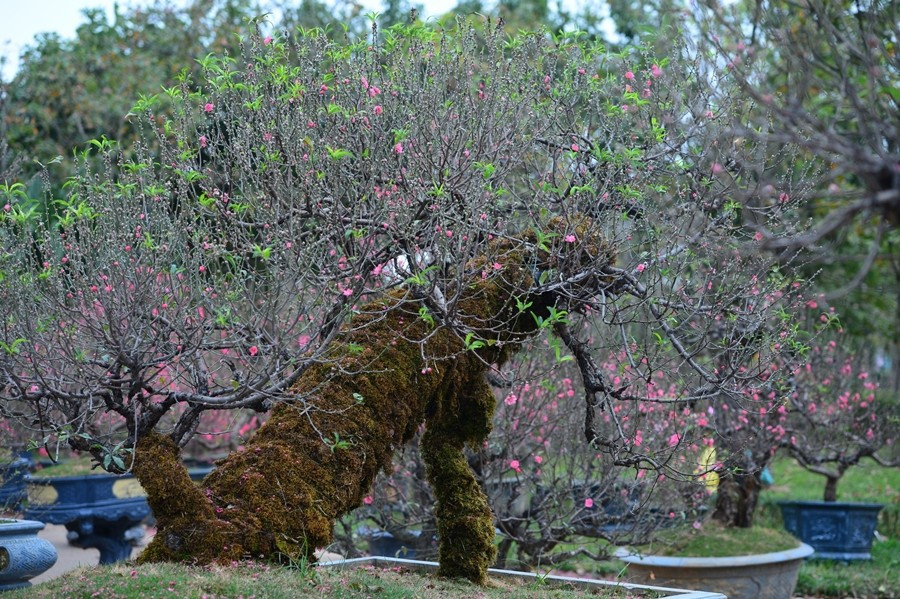 Năm nay, đào cổ thụ phong phú về kiểu dáng, từ dáng trực, dáng huyền đến các thế cây uốn lượn độc đáo. Ảnh: VTV Times