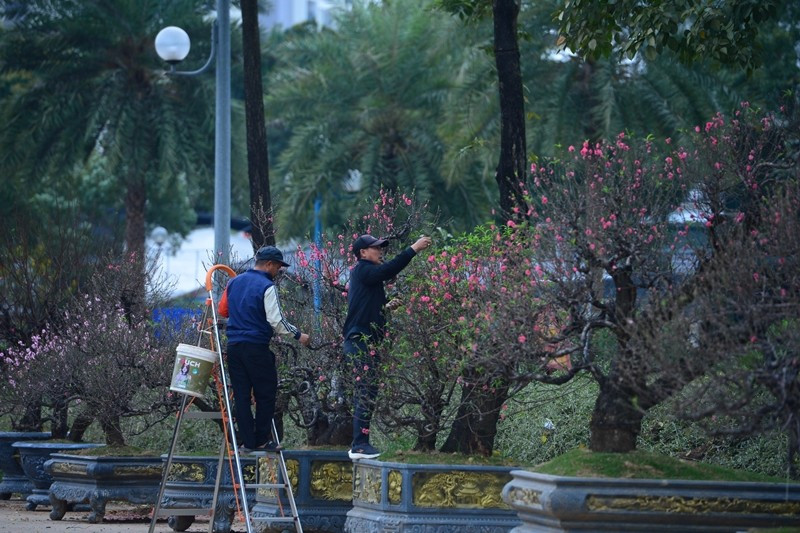 Các gốc đào cổ có đường kính thân từ 30cm đến hơn 50cm. Ảnh: VTV Times