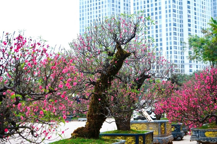 Cận Tết Nguyên đán, dọc các tuyến phố cửa ngõ Hà Nội, những gốc đào cổ thụ rêu phong, có kích thước "khủng" thu hút sự chú ý của người tiêu dùng. Ảnh: Tiền phong