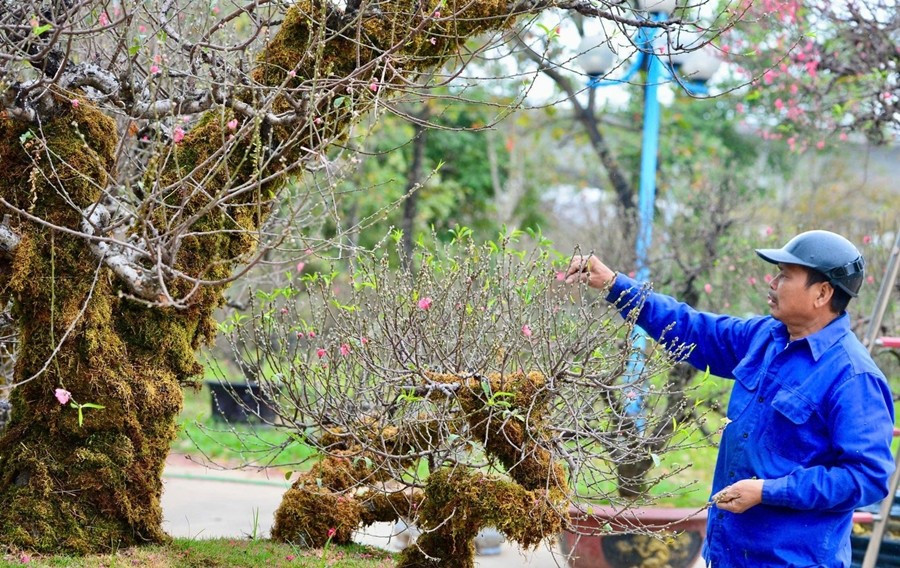 Mỗi gốc đào đều mang vẻ đẹp phong trần của núi rừng Tây Bắc. Ảnh: Tiền phong