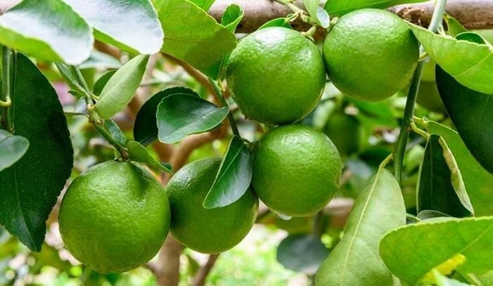 Theo các doanh nghiệp xuất khẩu nông sản, để lá chanh đạt chuẩn đưa ra nước ngoài, khâu sơ chế và bảo quản phải rất nghiêm ngặt. Ảnh: Báo Lâm Đồng