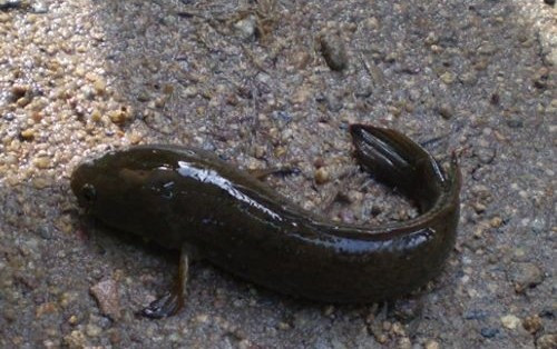 Dù đắt nhưng không phải lúc nào cũng mua được cá chành dục. Loại cá này khó bắt, có khi đi câu cả ngày vẫn không đủ số lượng cho khách. Ảnh: Dân Việt