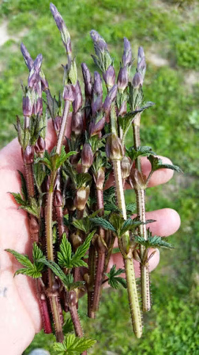 Chồi hoa bia chỉ xuất hiện một lần trong năm, vào khoảng giữa tháng 2 đến tháng 3. Để phát triển tốt, cây phải trải qua từ 5 đến 6 tuần trong điều kiện gần như băng giá. Ảnh: Getty