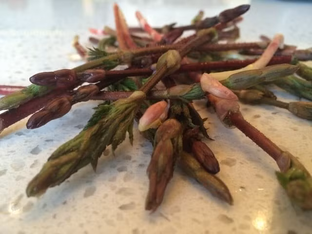 Các đầu bếp danh tiếng ở châu Âu, đặc biệt là tại Hà Lan, Anh và Bỉ đã phát hiện ra hương vị độc đáo của chồi hoa bia. Từ đó, chồi hoa bia trở thành món rau hiếm hoi có giá trị ngang với những nguyên liệu xa xỉ bậc nhất. Ảnh: Getty