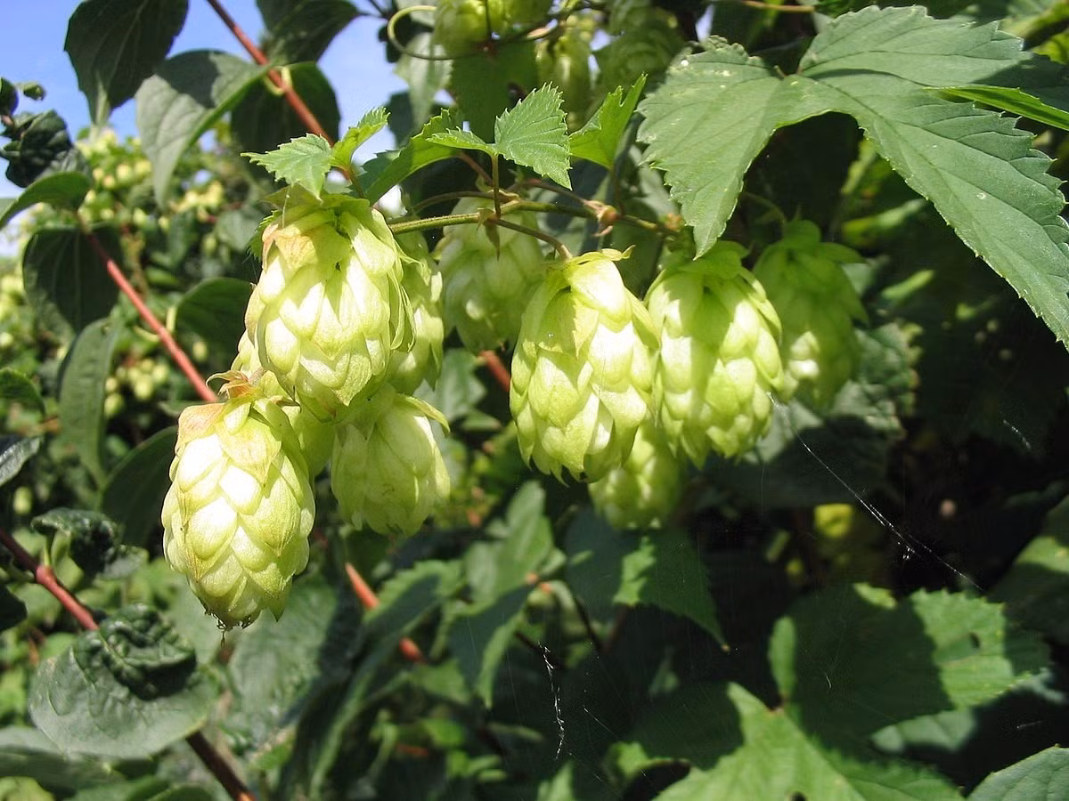 Hoa bia (Humulus lupulus) vốn là loài thực vật thân leo trong họ Cannabaceae, được trồng phổ biến ở châu Âu từ thế kỷ 17 để tạo vị đắng và hương thơm cho bia. Ảnh: Wiki