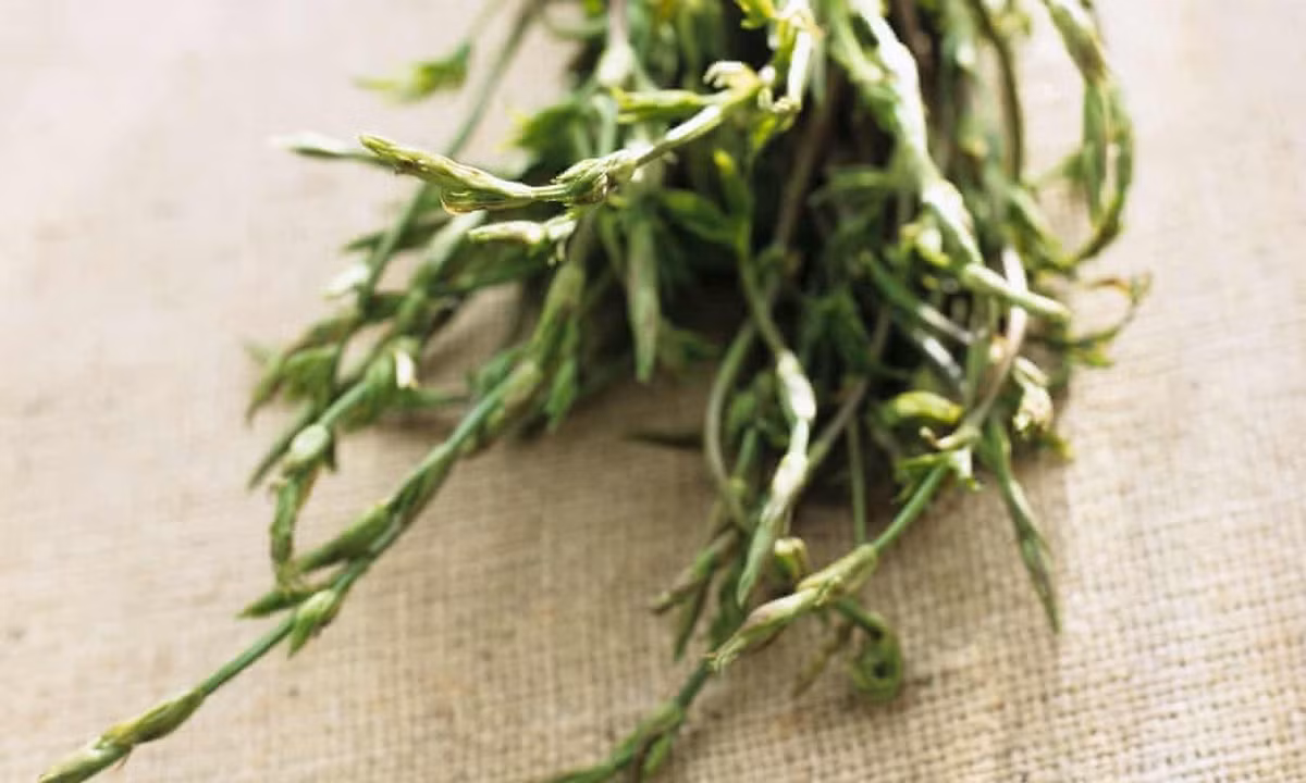 Điều này khiến chồi hoa bia trở thành món quà hiếm hoi của thiên nhiên, không phải vùng nào cũng có thể trồng được. Ảnh: Vinabeco