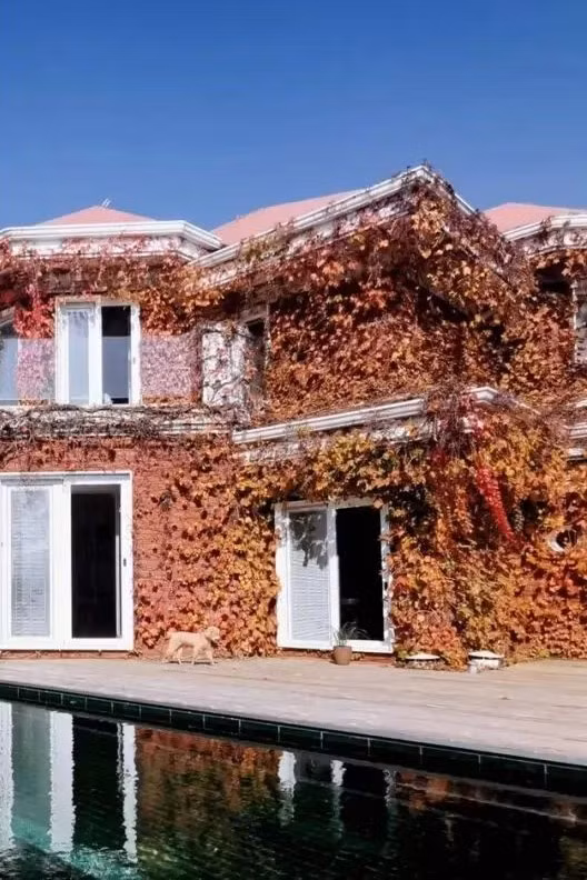 Mặt tiền ngôi nhà phủ đầy cây thường xuân được ông giữ nguyên, không đụng đến. Ảnh: Sohu