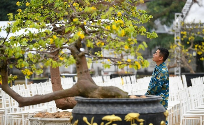 Một số cây cổ thụ, dáng đẹp, hiếm, được định giá hơn 1 tỷ đồng. Ảnh: Tiền phong