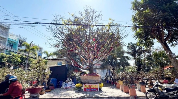 Tại chợ hoa Xuân phường Long Xuyên (tỉnh An Giang), cây mai vàng hơn 100 năm tuổi dáng thế độc đáo được rao bán 3,7 tỷ đồng, thu hút giới chơi mai kiểng dịp Tết Bính Ngọ 2026. Ảnh: Người lao động