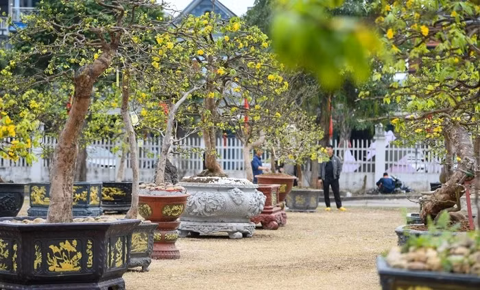 Nhiều gốc mai được chào giá từ 300 đến 500 triệu đồng. Ảnh: Tiền phong