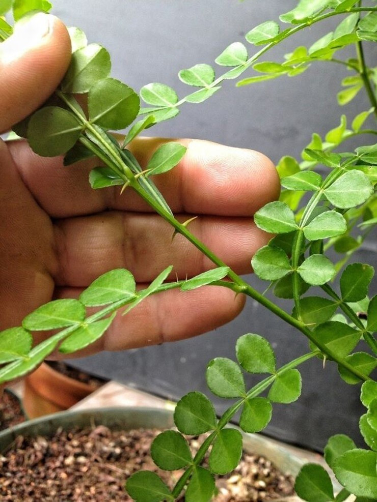 View - Cây dại mọc hoang "lên đời" thành đặc sản dân phố săn lùng, 800.000 đồng/kg | Báo Tri thức và Cuộc sống - TIN TỨC PHỔ BIẾN KIẾN THỨC 24H