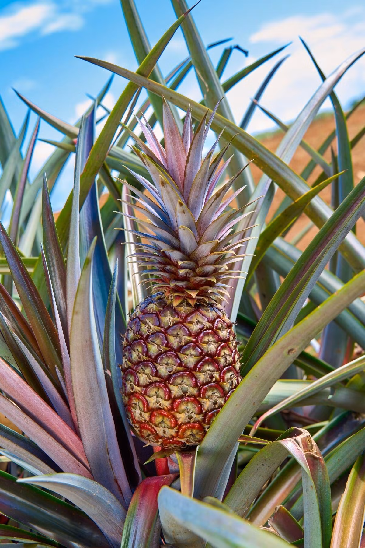 Theo nhà cung cấp, mỗi năm chỉ có vài nghìn quả tung ra thị trường vì mỗi quả được trồng từ nguồn hạt giống hạn chế và mất khoảng hai năm để phát triển. Ảnh: Los Angeles Times