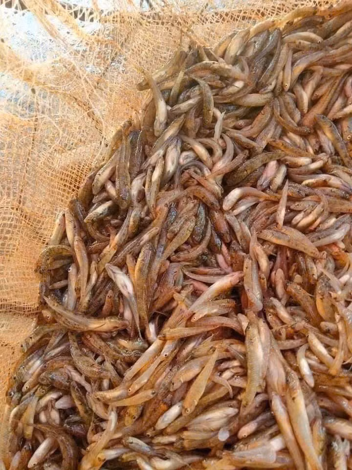 Cá bống sông Đà xuất hiện nhiều và ngon nhất vào khoảng thời gian từ tháng 7 đến tháng 8 hàng năm. Ảnh: Facebook