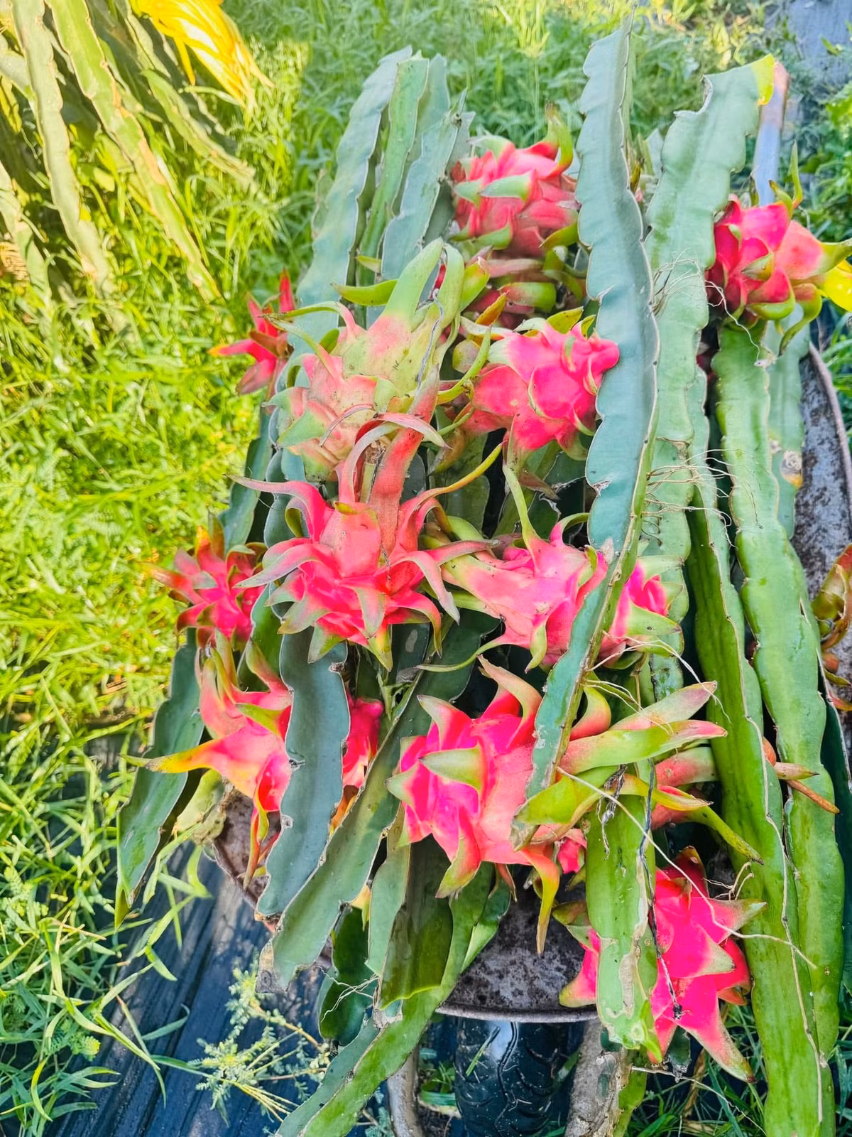 Cành quả thanh long được chọn tại vườn với size quả tiêu chuẩn để khi cắm cành vào bình không bị gãy. Ảnh: FB Sple Nguyet