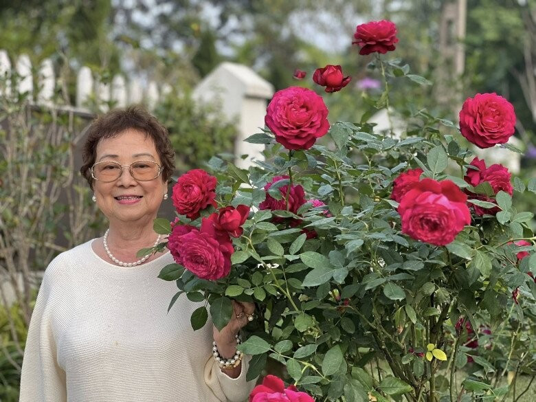 Hoa hồng trồng chậu nhưng sai hoa đến bất ngờ. Ảnh: FB Dang Diem Quynh