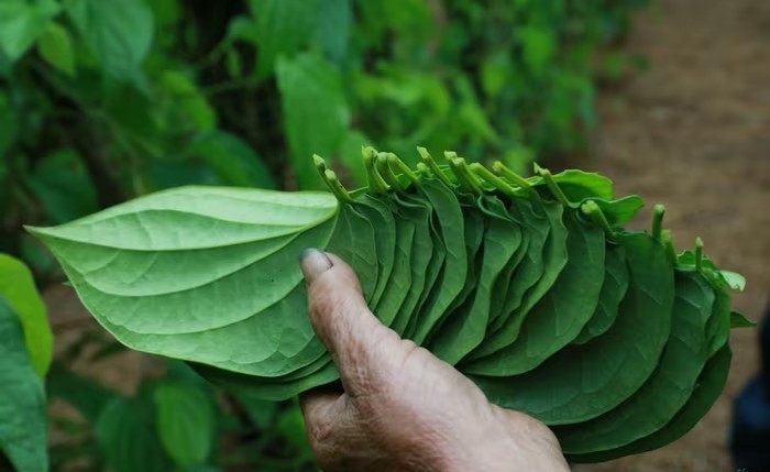 Hái trầu đòi hỏi kỹ thuật và sự khéo léo, nếu làm mạnh tay cây sẽ bị tổn thương, ảnh hưởng đến lứa thu hoạch sau. Ảnh: Suckhoedoisong