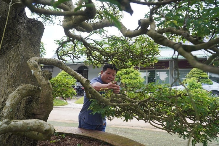 Cặp me kiểng cổ được chủ nhân định giá khoảng 1 triệu đô (khoảng 25 tỷ đồng). Ảnh: Nông thôn Việt