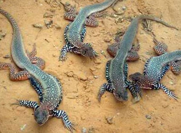 Trên thị trường, dông tự nhiên sống trên cát giá khoảng 400.000 đồng/kg. Trong khi đó, dông nuôi giá rẻ hơn một chút. Ảnh: Báo Đồng Nai