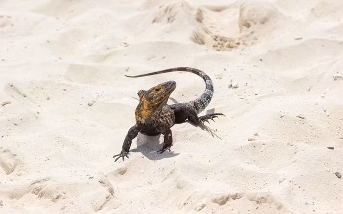 Trên thị trường, dông tự nhiên sống trên cát giá khoảng 400.000 đồng/kg. Trong khi đó, dông nuôi giá rẻ hơn một chút. Ảnh: Báo Đồng Nai