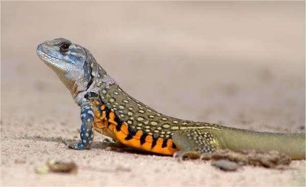 Một con dông cát trưởng thành có thể dài tới nửa mét, thân hồng nhạt điểm những vệt đen hoặc cam nổi bật. Ảnh: Internet