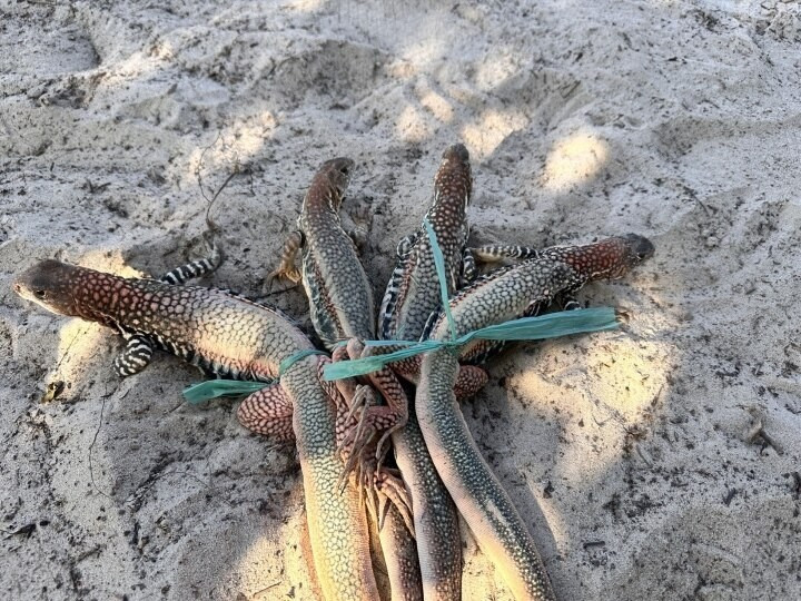 Dông cát (hay còn gọi kỳ nhông) là loài bò sát được mệnh danh "vua của sa mạc" nhờ sức sống mãnh liệt và hương vị thịt thơm ngon. Ảnh: Internet