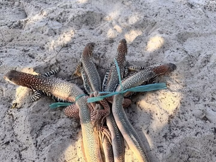 Dông cát (hay còn gọi kỳ nhông) là loài bò sát được mệnh danh "vua của sa mạc" nhờ sức sống mãnh liệt và hương vị thịt thơm ngon. Ảnh: Internet