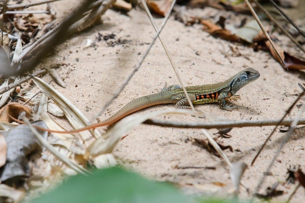 Nghề săn dông cát đòi hỏi kinh nghiệm và sự kiên nhẫn, chỉ sơ sẩy là dông chui vào cát và biến mất. Ảnh: Phan Rang Travel