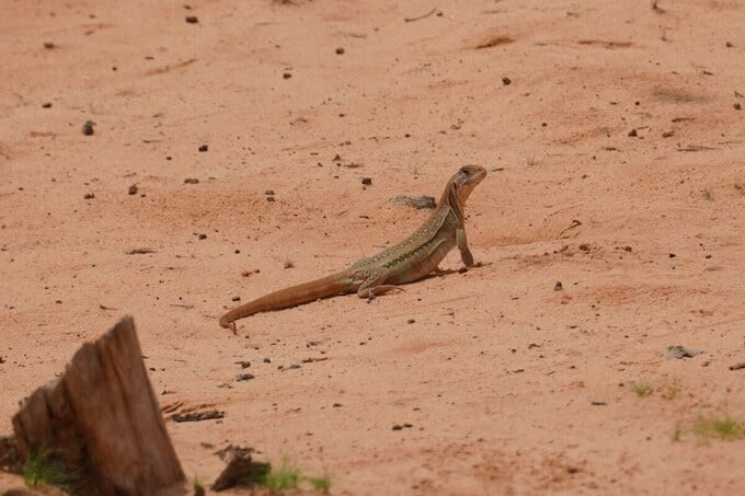 Dù ngoại hình khiến nhiều người sợ hãi nhưng ai từng thưởng thức thịt dông đều công nhận đây là đặc sản nên thử của vùng đất nắng gió Bình Thuận (cũ), nay là Lâm Đồng. Ảnh: Dân Việt
