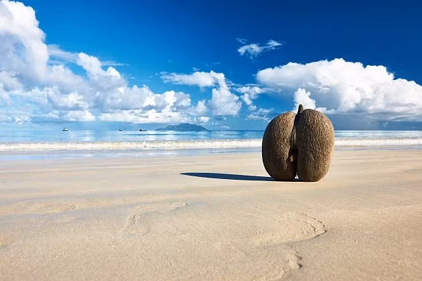 Trong tiếng Pháp, "Coco de Mer" có nghĩa là "dừa biển", được các thủy thủ và cướp biển đặt ra từ rất lâu trước khi loài cây này được phát hiện ở Seychelles. Ảnh: iStock
