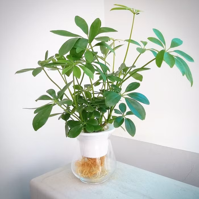 Đây cũng là loại cây dễ chăm sóc, thích hợp với môi trường bán râm, có thể đặt ở phòng khách hoặc ban công để tạo điểm nhấn xanh mát. Ảnh: MOW Garden