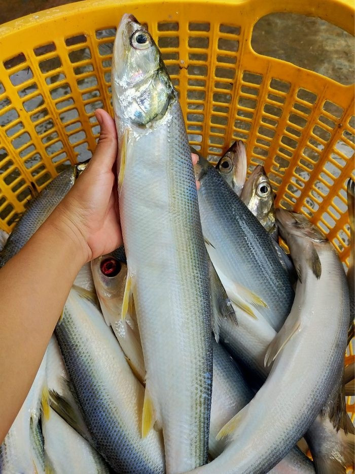 Trên thị trường, cá măng sông Đà có giá khá cao, đặc biệt những con càng nặng thì càng đắt giá, chỉ dành cho người có tiền. Ảnh: Internet