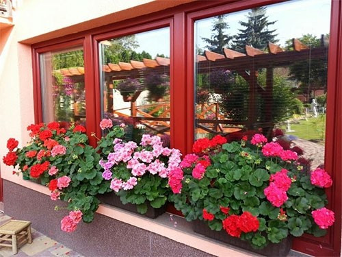 Cây phong lữ thảo chịu hạn khá tốt, ít sâu bệnh, thích hợp với những người bận rộn hoặc mới bắt đầu trồng hoa. Ảnh: Camnangcaytrong