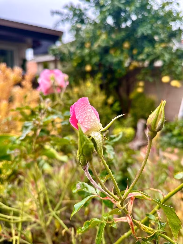 Nụ hoa hồng e ấp hứng những giọt nước mưa tinh khiết. Ảnh: FB Hồng Đào