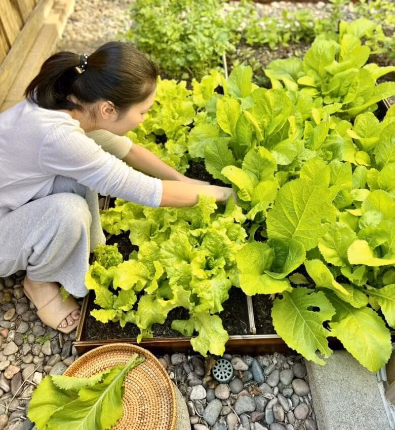 Khu vườn nhà Diệu Hương cũng luôn duy trì nguồn rau sạch. Đây là cách nữ diễn viên giữ gìn nếp nhà, tạo không gian sống đậm chất Việt ở xứ sở cờ hoa. Ảnh: FB Diệu Hương