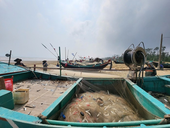 Giá thu mua cá trích hiện dao động khoảng 9.000 - 15.000 đồng/kg, tùy loại và thời điểm. Ảnh: Tiền phong