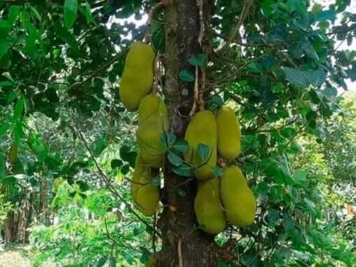 Nếu trồng quá gần móng nhà, rễ cây mít có thể len lỏi vào các khe nứt nhỏ, theo thời gian phát triển to ra, gây áp lực làm nứt, xô lệch hoặc thậm chí phá hỏng móng nhà, nền nhà. Ảnh: Cây cảnh Sài Gòn