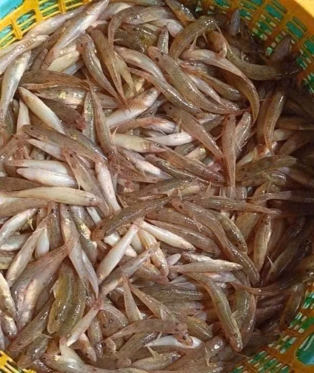 Mỗi năm chỉ có một lần nên người dân địa phương tranh thủ đi bắt bán cho thương lái hoặc gửi đi các tỉnh thành. Ảnh: Facebook