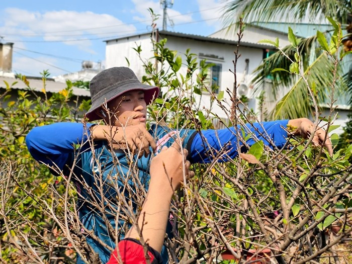Lặt lá mai không yêu cầu kỹ thuật cao, chỉ cần được hướng dẫn qua là sinh viên cũng có thể bắt tay vào làm. Ảnh: Dân Việt