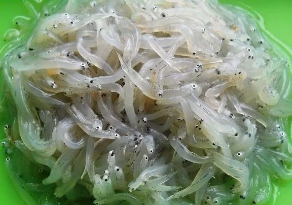 Cá mờm được ví như "pha lê của biển" do thân hình nhỏ chỉ nhỉnh hơn sợi cước, trong veo, lấp lánh ánh bạc. Ảnh: Haisanbiendao