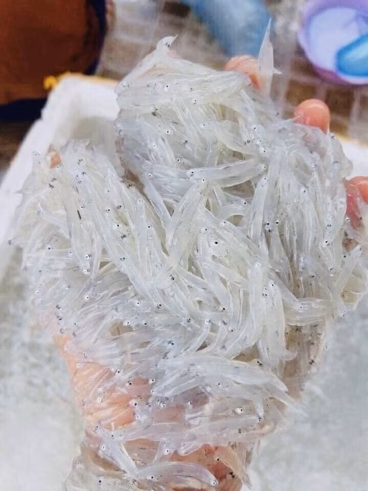 Dân gian quen gọi cá mờm là "mờm cơm" bởi hình dáng khá giống cá cơm nhưng nhỏ hơn, thân cá dài khoảng 3 cm, mềm mại và trắng muốt. Ảnh: Dân Việt