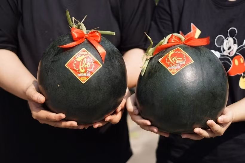 Nguyên nhân chính khiến dưa hấu đen đắt như vậy là sản lượng vô cùng hạn chế. Mỗi vụ thu hoạch chỉ cho ra đời vài chục quả, và cả năm cũng chỉ thu hoạch được khoảng 10.000 trái. Ảnh: Food Republic