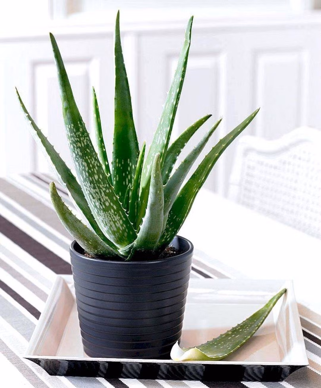 Nha đam không chỉ có công dụng làm đẹp và chăm sóc sức khỏe mà còn giúp khử mùi hiệu quả. Ảnh: Internet