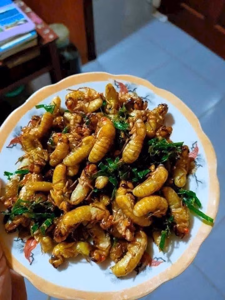 Nhộng ve sầu có vị béo bùi, ngọt thơm đặc trưng. Nhộng ve bắt về phải chế biến ngay, nếu không nhộng sẽ lột xác thành ve. Ảnh: Facebook